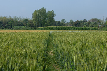 Beautiful picture of green wheat field, wheat crop growing in Bangladesh