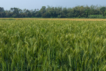 Beautiful picture of green wheat field, wheat crop growing in Bangladesh