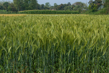 Beautiful picture of green wheat field, wheat crop growing in Bangladesh