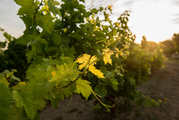Foglia vite, coltivazione vigneti uve italiane, vino 
