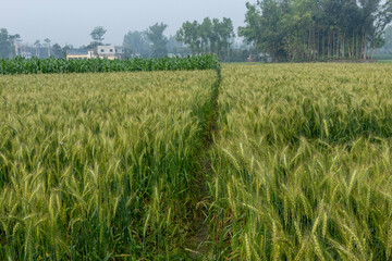 Beautiful picture of green wheat fields in winter, wheat crop growing in Bangladesh