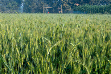 Beautiful picture of green wheat fields in winter, wheat crop growing in Bangladesh