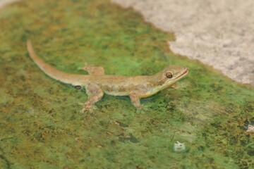 Lizard or Hemidactylus frenatus is running on green liquid, close up view.