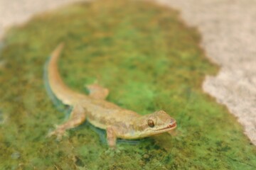 Lizard or Hemidactylus frenatus is running on green liquid, close up view.