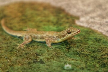 Lizard or Hemidactylus frenatus is running on green liquid, close up view.