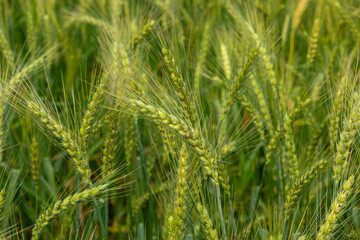 Close-up of green wheat ears ina a field with soft focus backgroung and Selective Focus