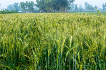 Close-up of green wheat ears ina a field with soft focus backgroung and Selective Focus