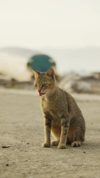 A cat is about to vomit a hairball