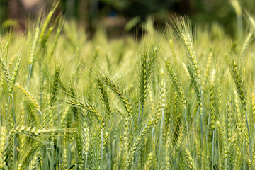 Close-up of green wheat ears ina a field with soft focus backgroung and Selective Focus