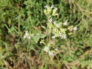 Marjoram or the oregano flowers