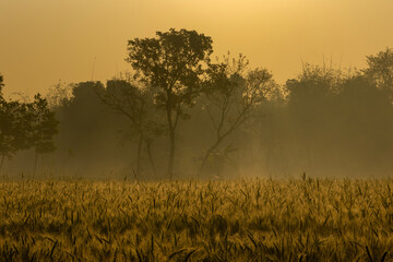 Wheat field and background in the golden morning sun with a light mist