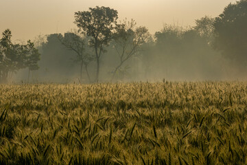 Wheat field and background in the golden morning sun with a light mist
