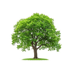 Magnificent Solitary Tree: A majestic tree with vibrant green foliage stands proudly, radiating life and serenity.