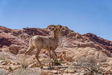 Ovis canadensis ssp. nelsoni / Desert bighorn sheep. Mouse's Tank Road, Valley of Fire State Park, Clark County, Nevada