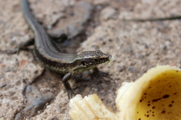 Madeira-Eidechse, Madeira-Mauereidechse, Eidechse,