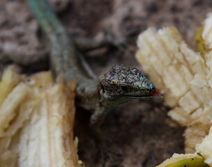 Madeira-Eidechse, Madeira-Mauereidechse, Eidechse,