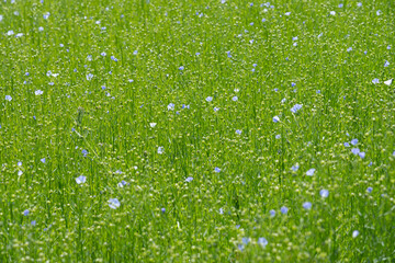 Commes, France - 05 15 2025: Bessin Bayeusain. Detail view of flax field and its blue-flowered...
