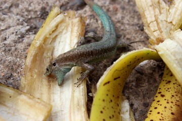Madeira-Eidechse, Madeira-Mauereidechse, Eidechse,