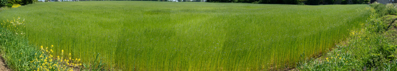Commes, France - 05 15 2025: Bessin Bayeusain. Detail view of flax field and its blue-flowered herbaceous plant that is cultivated for its seed and for textile fiber made from its stalks.