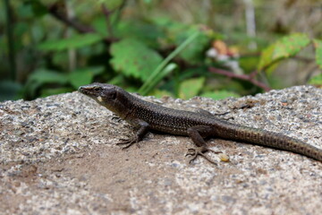 Madeira-Eidechse, Madeira-Mauereidechse, Eidechse,