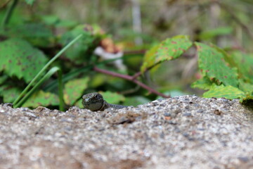 Madeira-Eidechse, Madeira-Mauereidechse, Eidechse,