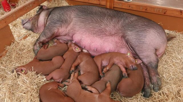 Huge pig sleeping next to its young at a livestock fair.