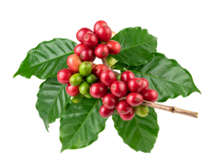 Cluster of ripe and unripe coffee cherries attached to a branch with green leaves.