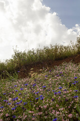 Wildflowers in bloom on a hillside under a cloudy sky in the Alborz region, capturing the beauty of spring nature and Persian highland flora.