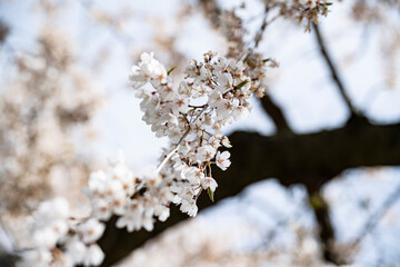 Prunus subhirtella pendula 