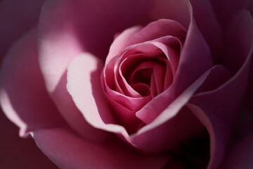 Fototapeta premium pink valentine rose at different scales with close-ups