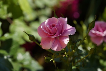 pink valentine rose at different scales with close-ups