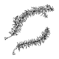 Horsetail clubmoss wild forest plant growing on wetlands marshes, damp shady grounds. Single element botanical illustration hand drawn in vector ink. Eco health brands, field guide identification art