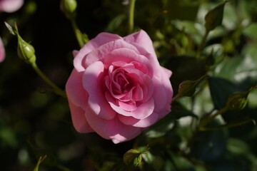 pink valentine rose at different scales with close-ups