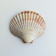 Seashell on White Background, Soft Light Highlights Texture and Color, Ideal for Digital Design Use and Background Removal