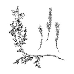 Heather ling erica calluna flower. Heathland moorland evergreen shrub plant, Scotland symbol, dye ale honey ingredient. Single element botanical vector ink hand drawn illustration. Florist jewellery