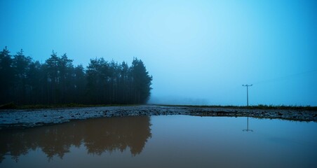 Misty forest landscape with a large puddle reflecting trees and a power line on a foggy morning