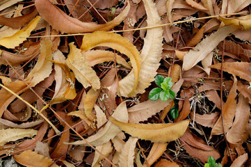 Fallen Dry Leaves with New Sprouts – Natural Forest Floor Texture