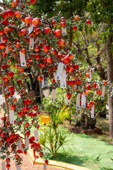 A tall tree with vibrant red apples and white cards hanging