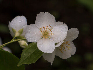 Droplets Adorn White Mock Orange Flower Petals
