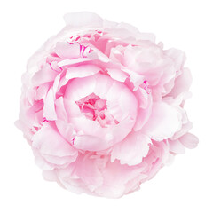 Soft Pink Peony Flower Isolated on Transparent Background