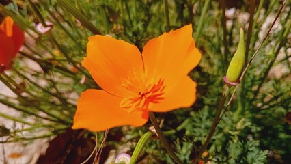 fleur