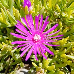 fleur