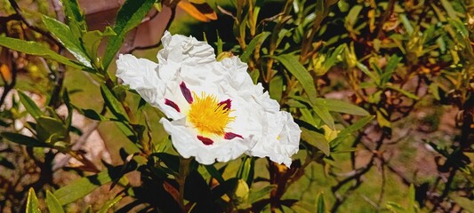 fleur