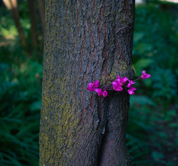 tree with pink flowers