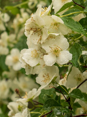 Clusters of White Mock Orange Blossoms After Rain