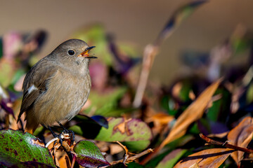 鳴くジョウビタキ