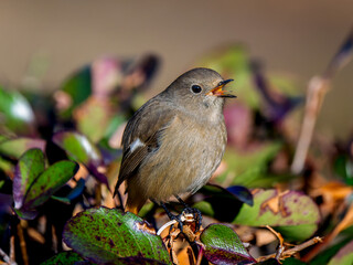 鳴くジョウビタキ