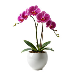 orchid plant in aesthetic pot isolated on transparent png