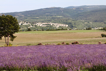 Champ de sauge officinale en Provence 