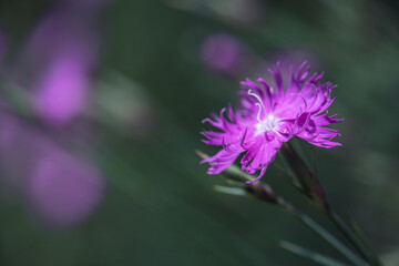Close up of a purple wildflower Dianthus sylvestris or wood pink